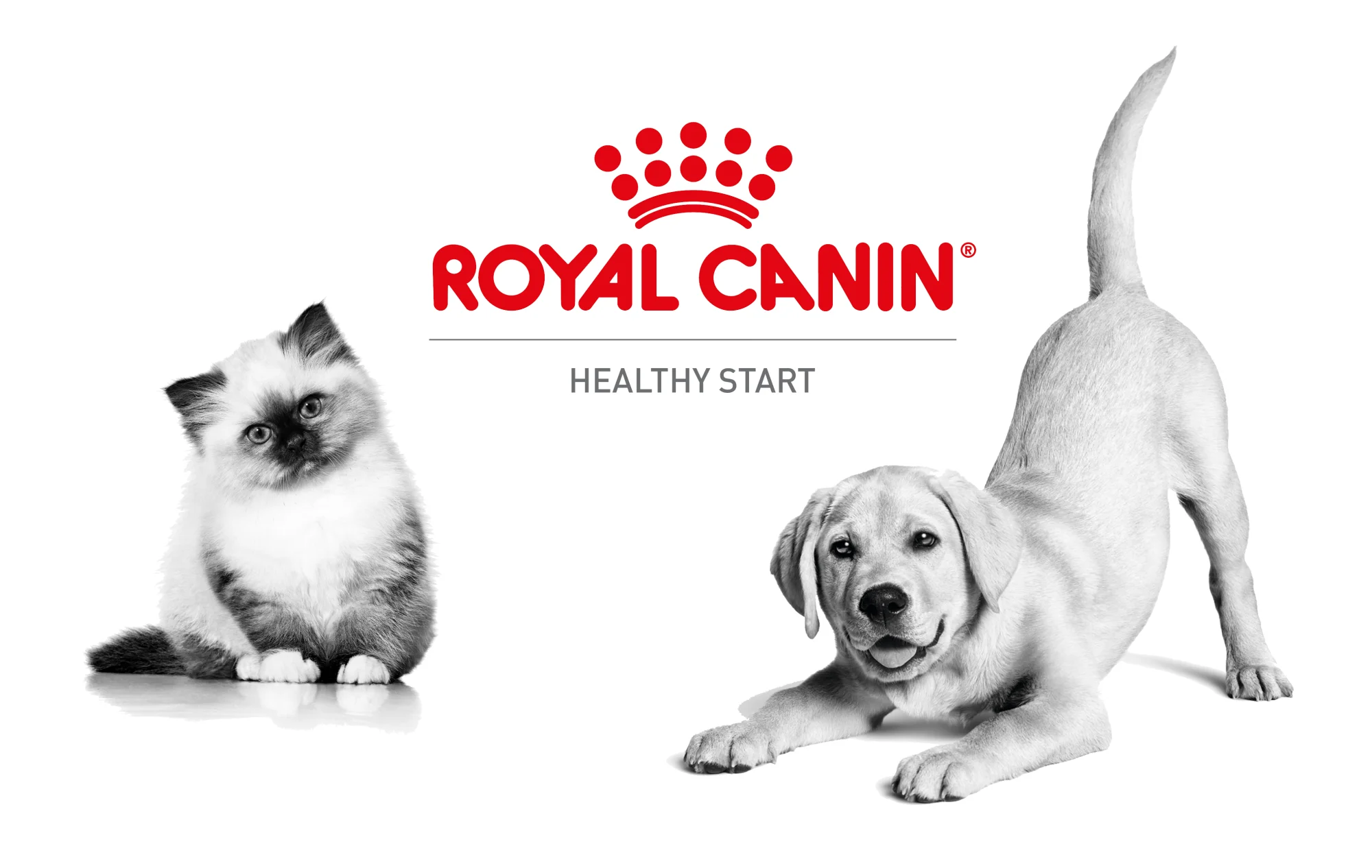 معرفی برند رویال کنین (Royal Canin)